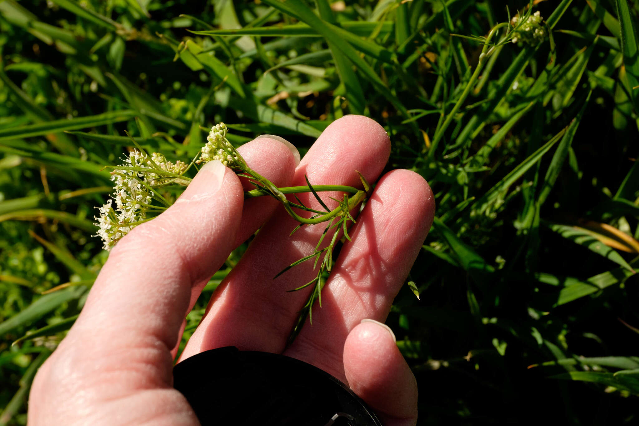 Conopodium resmi