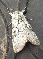 Image of The Laugher Moth