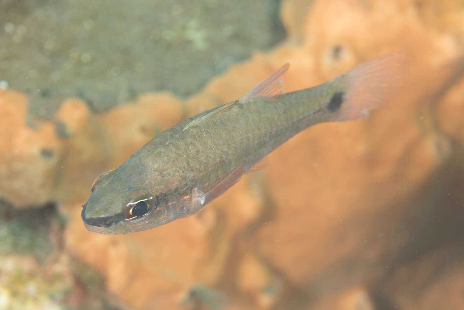 Image of Bridled cardinalfish