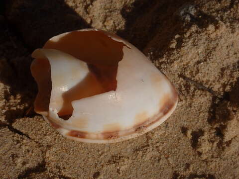 Image of Banded helmet shell