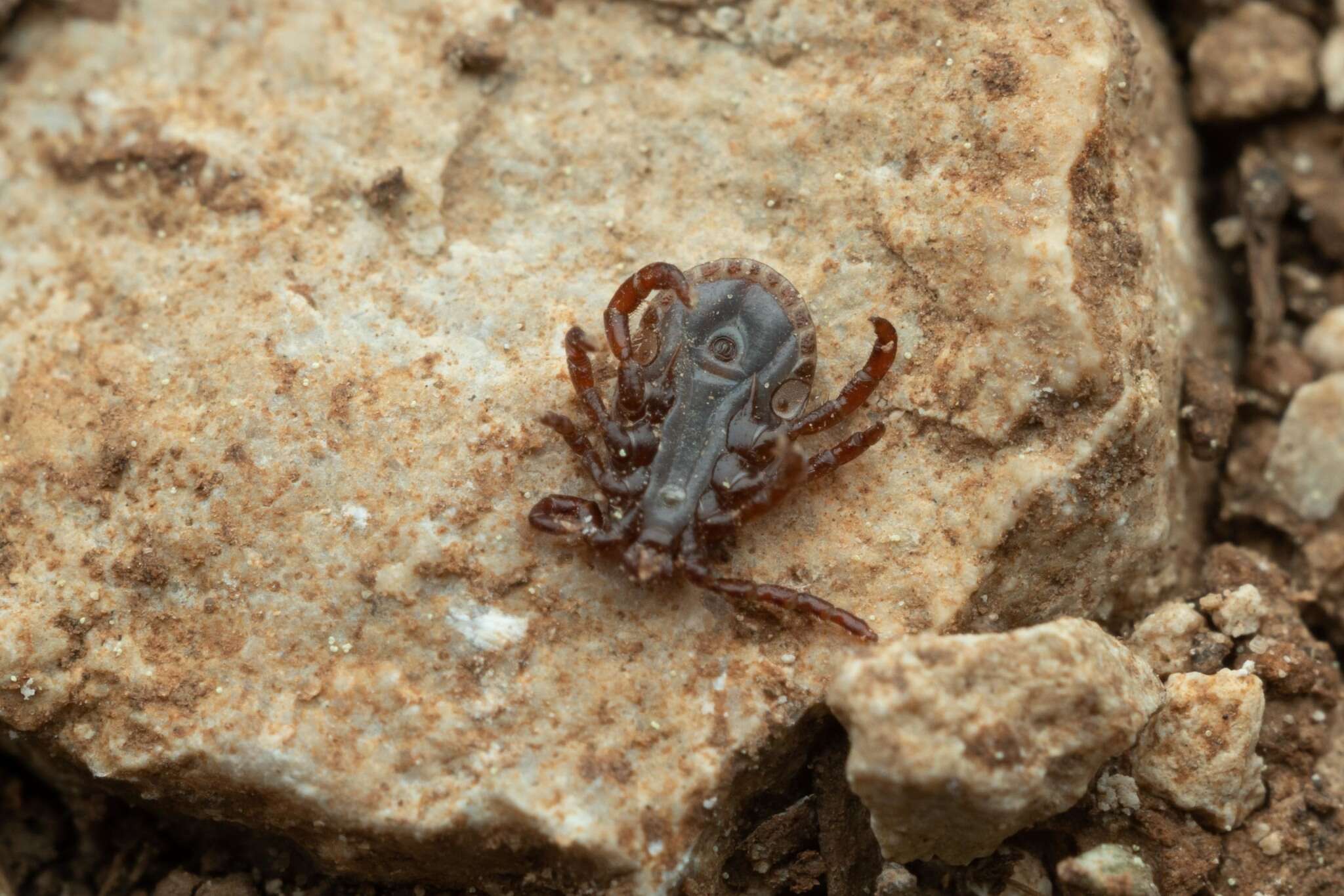 Imagem de Haemaphysalis punctata Canestrini & Fanzago 1878