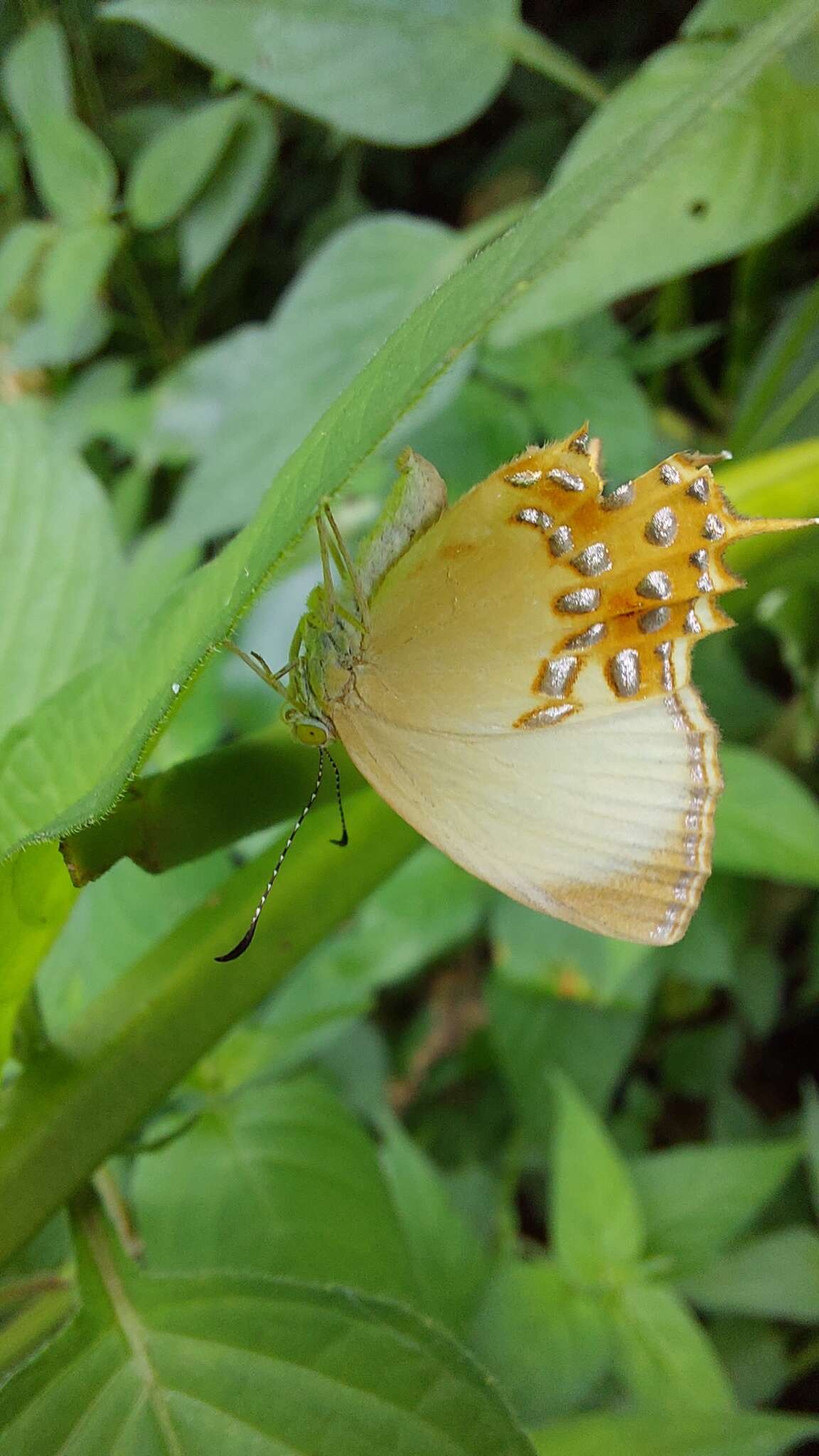 Image of Helicopis cupido Linnaeus 1758