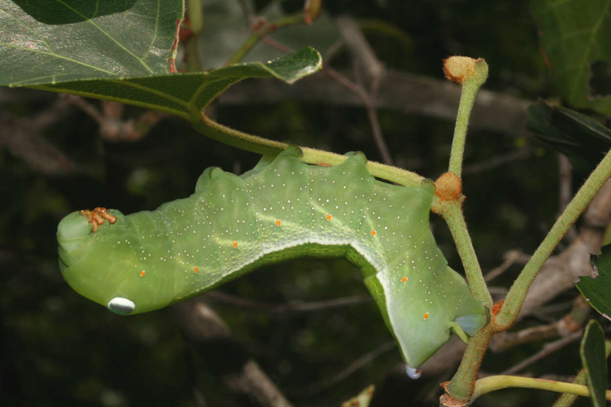 Image of Theretra capensis (Linnaeus 1764)