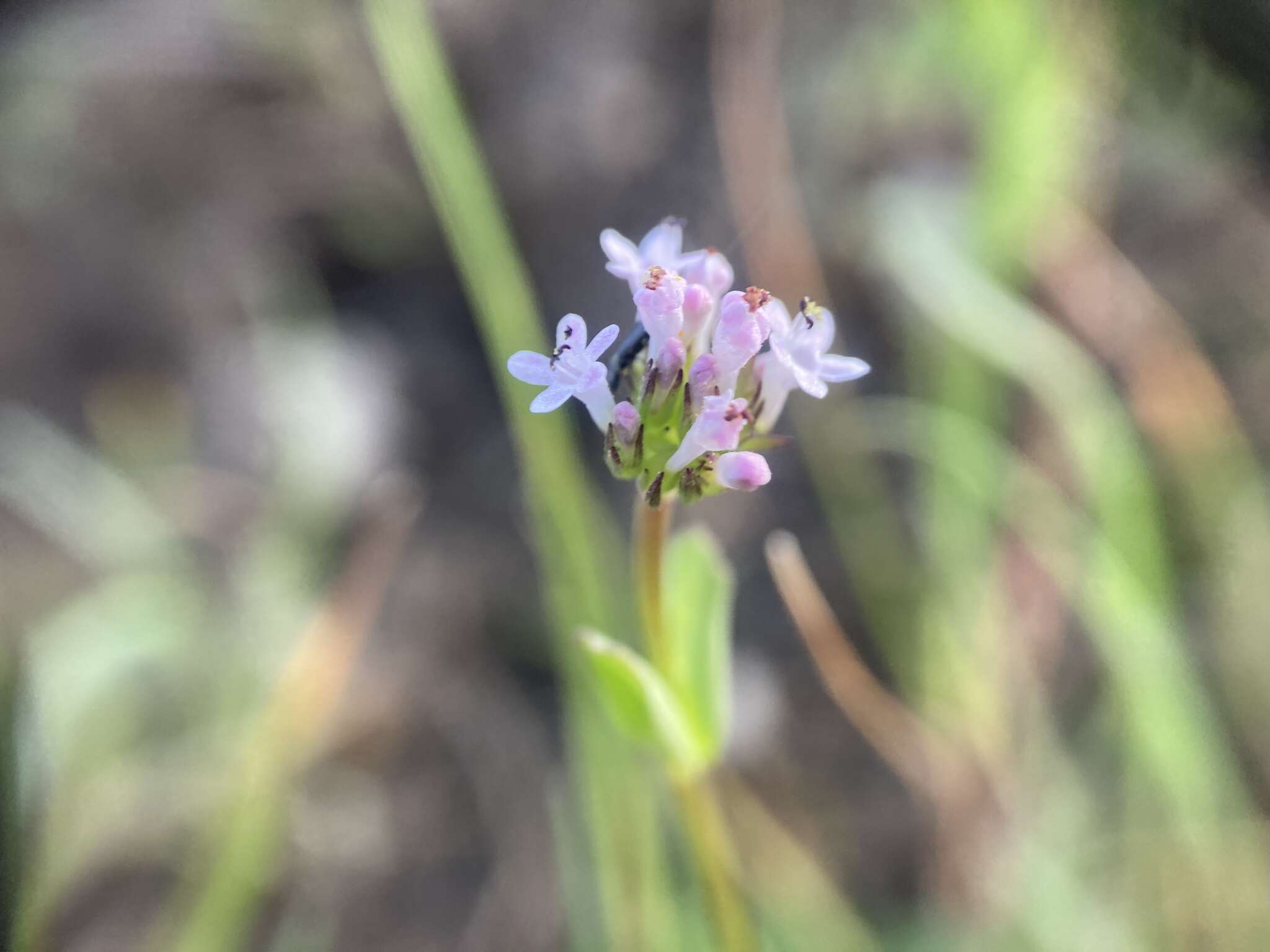 Image of Plectritis macrocera subsp. macrocera