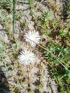 Image of Mesembryanthemum canaliculatum Haw.