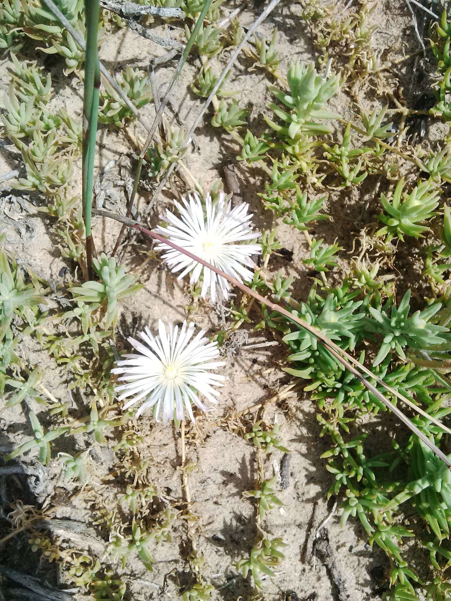 Image of Mesembryanthemum canaliculatum Haw.