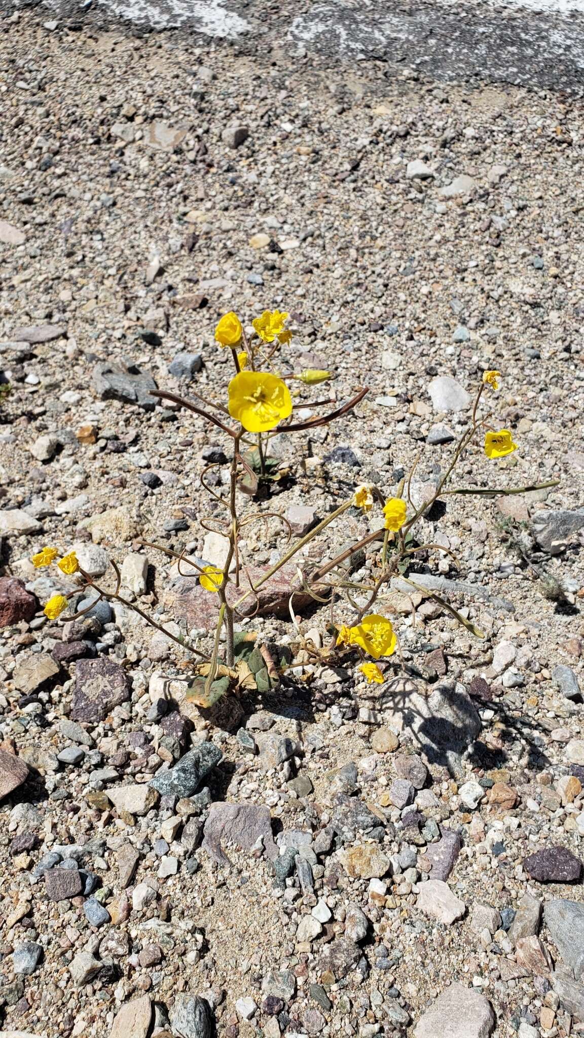 Image of yellow cups