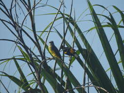 Image of Orange-crowned Oriole