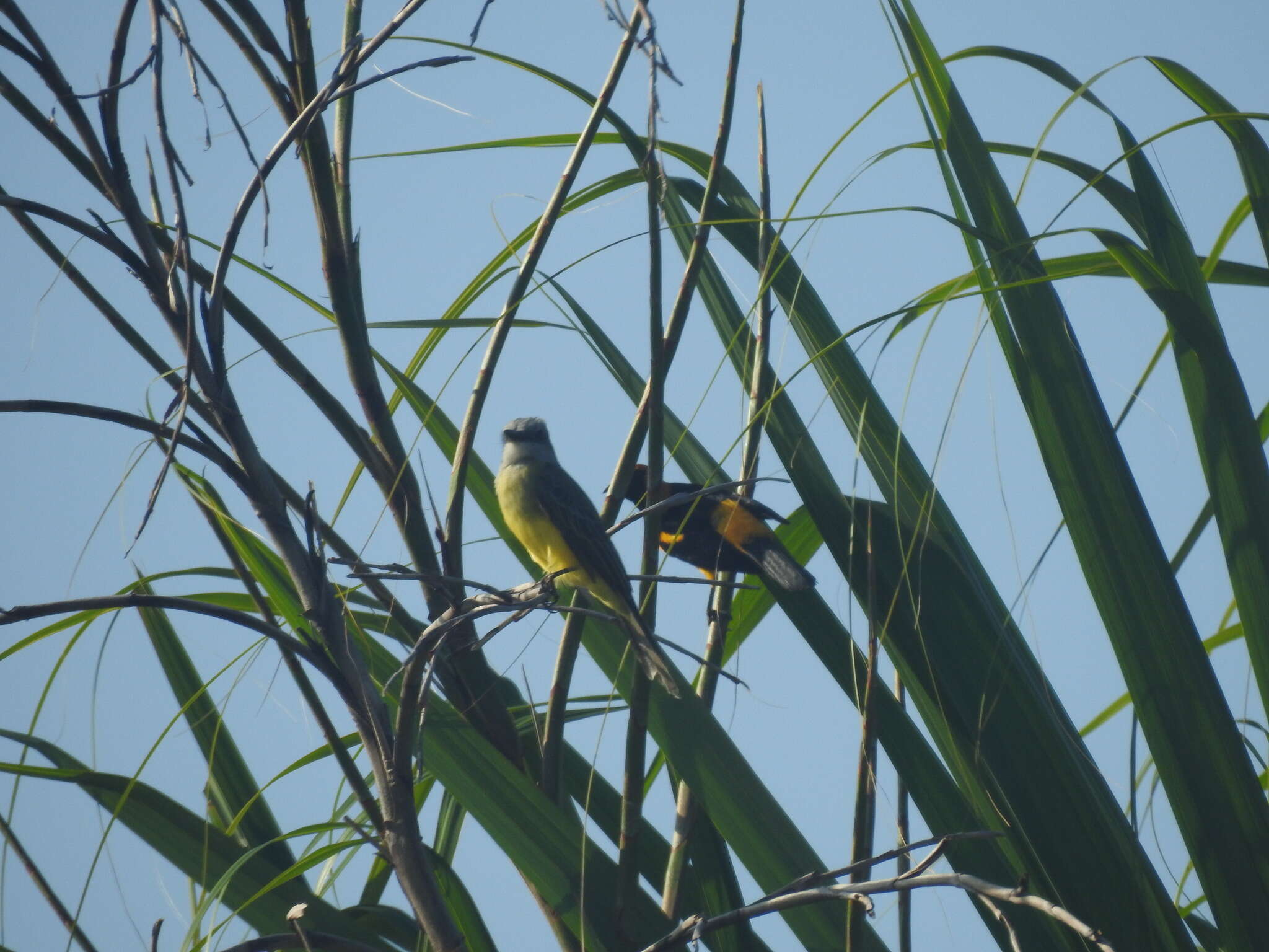 Icterus auricapillus Cassin 1848 resmi