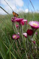 Image of Pink everlasting