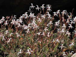 Image of Pelargonium alternans subsp. longicalcar M. Becker & F. Albers