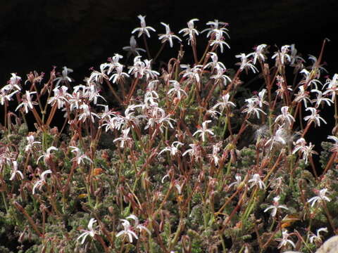 Image of Pelargonium alternans subsp. longicalcar M. Becker & F. Albers