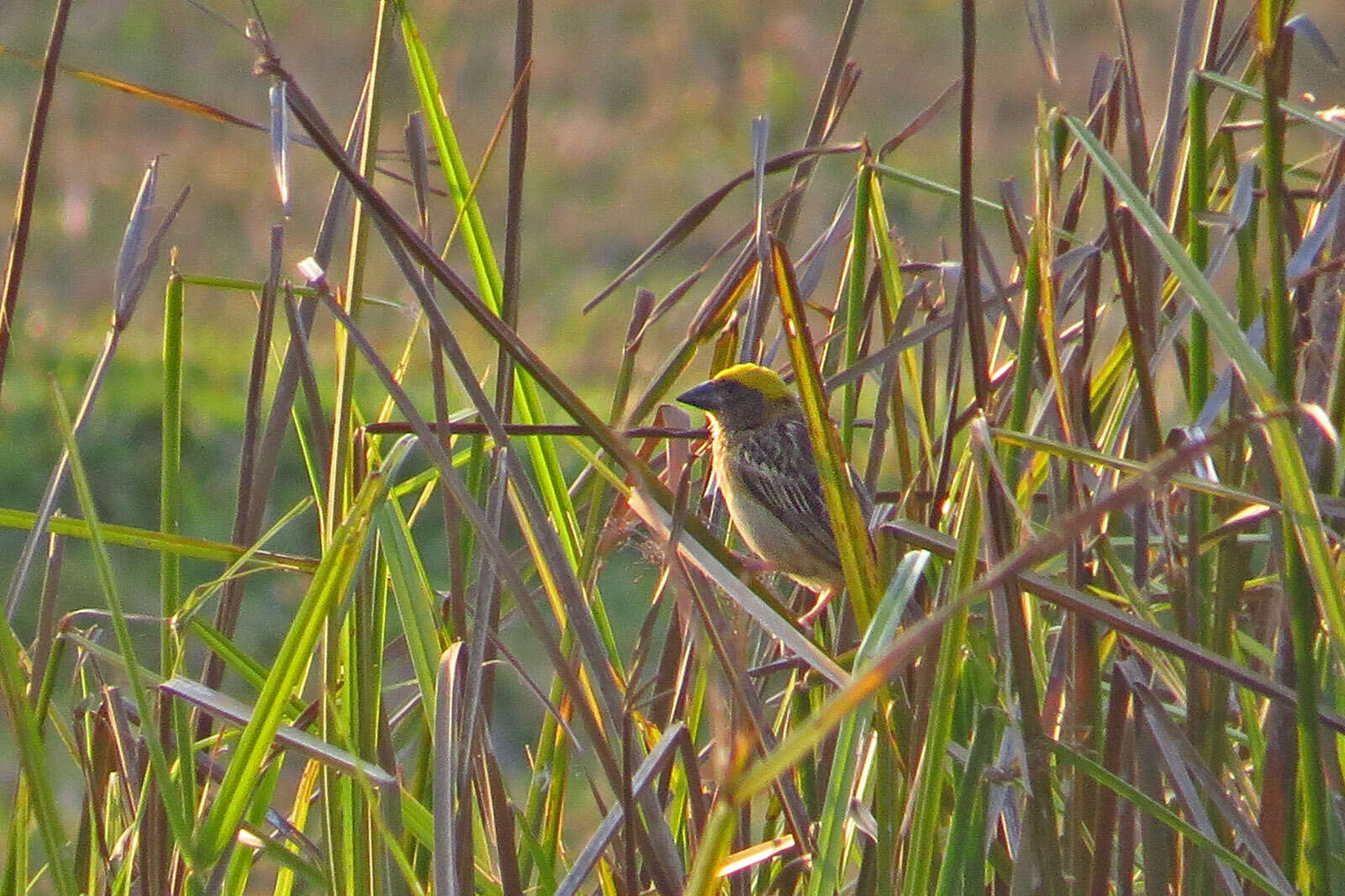 Image of Baya Weaver