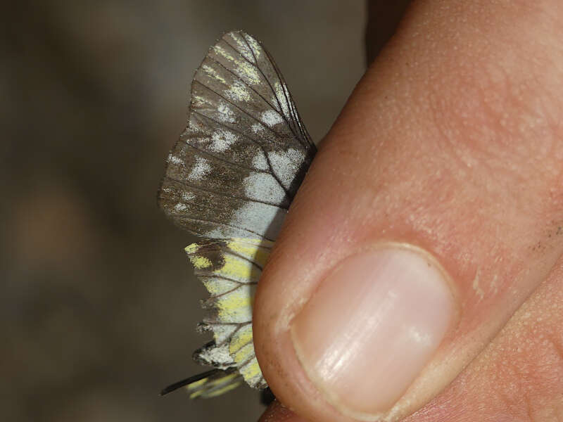 Image of Catasticta tomyris (Felder & Felder 1865)