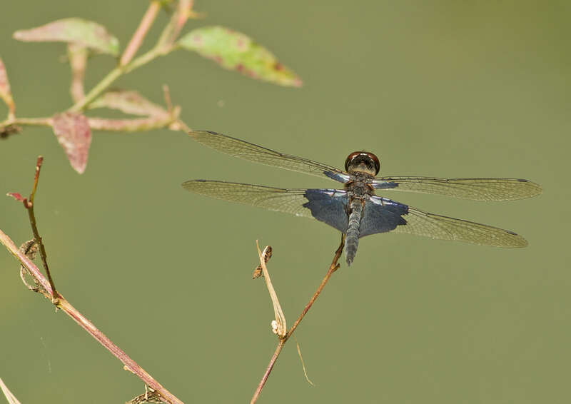 Слика од Rhyothemis triangularis Kirby 1889