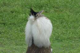 Image of Kori Bustard