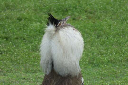 Image of Kori Bustard