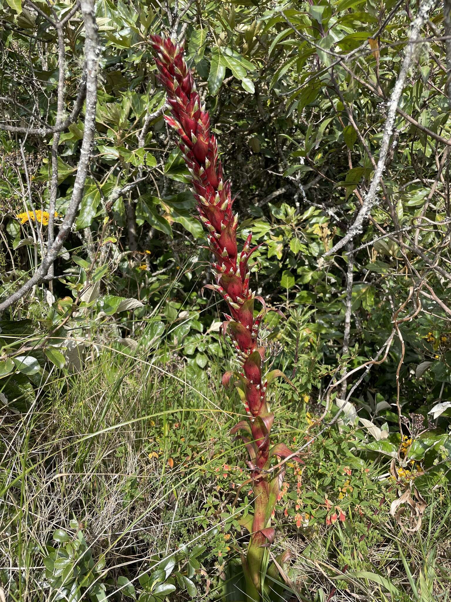 Tillandsia pastensis André的圖片