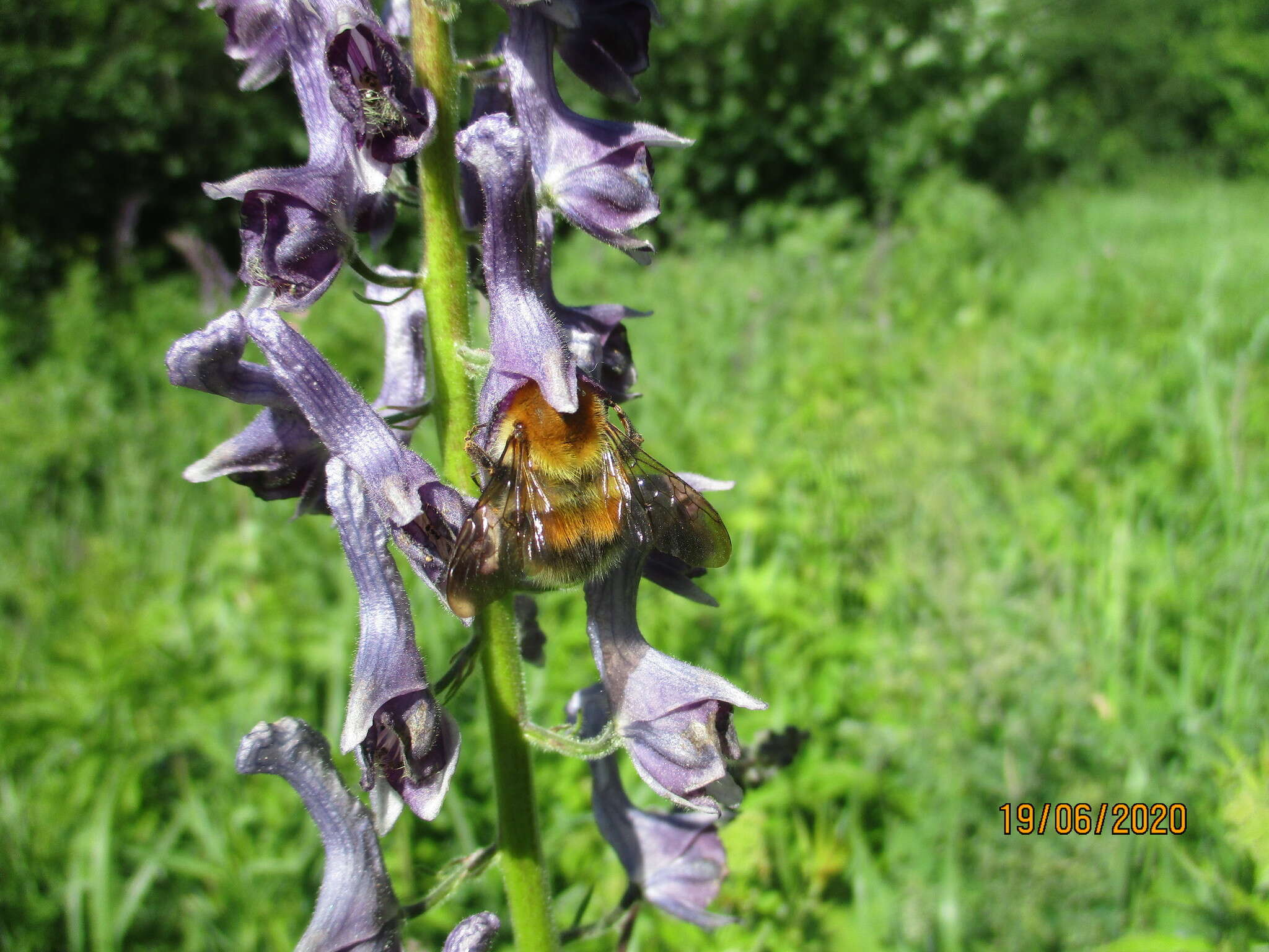 Слика од Bombus consobrinus Dahlbom 1832