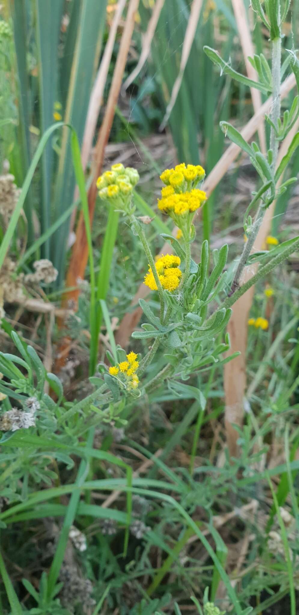 Слика од Nidorella foetida (L.) DC.