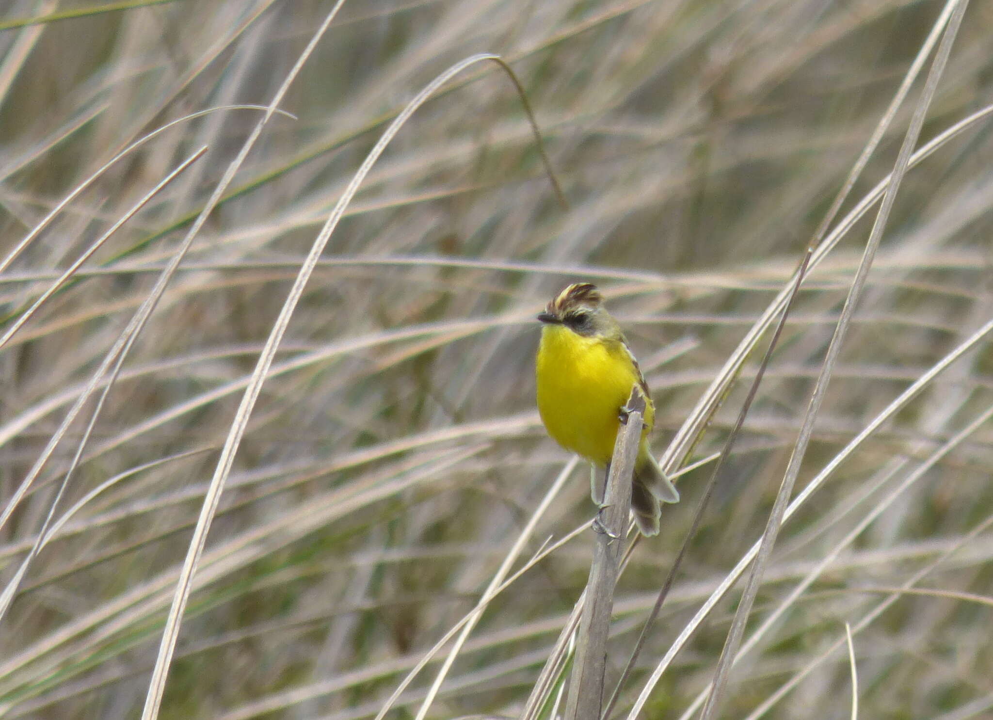 Image of Crested Doradito