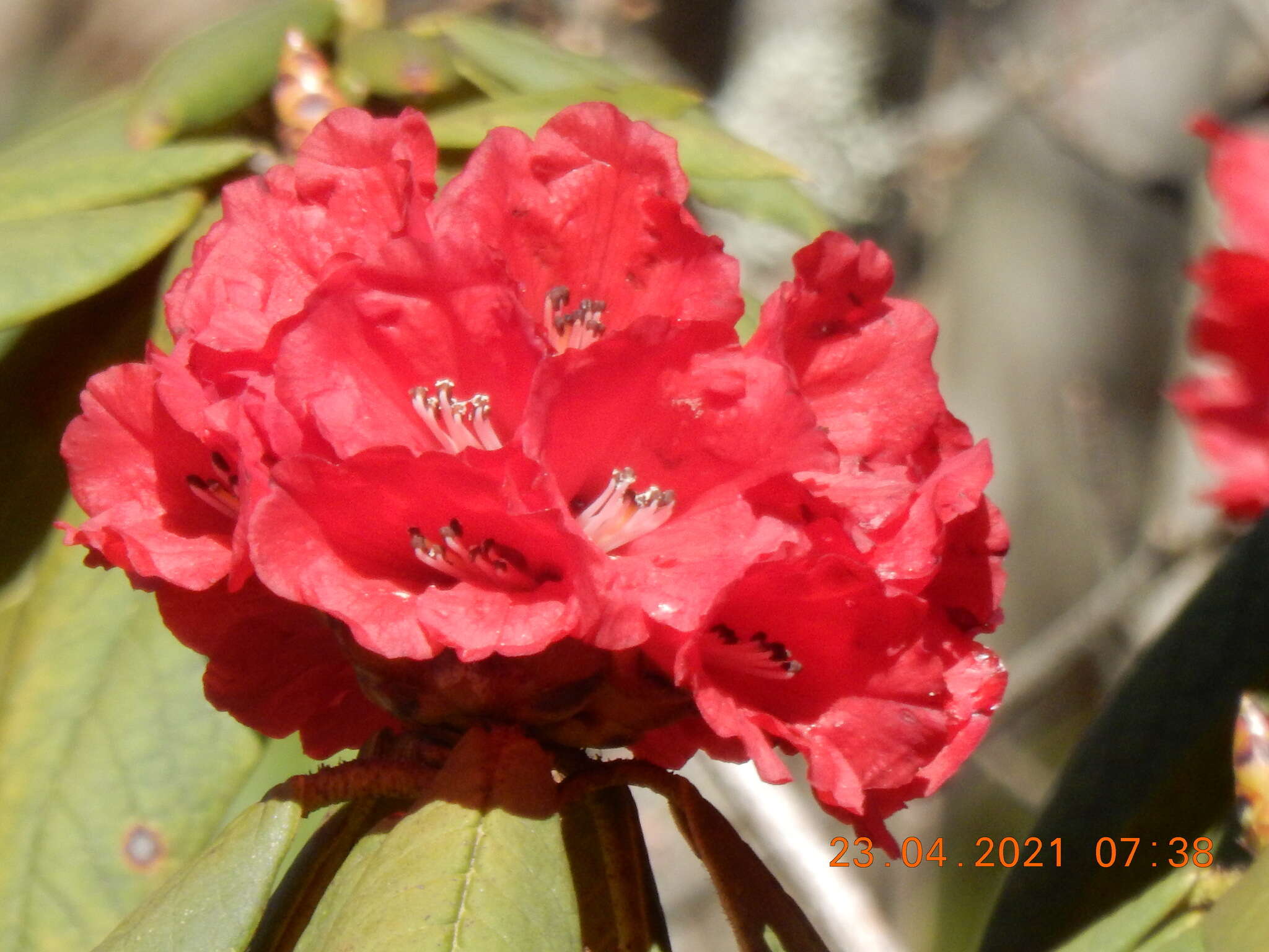 صورة Rhododendron argipeplum I. B. Balf. & R. E. Cooper