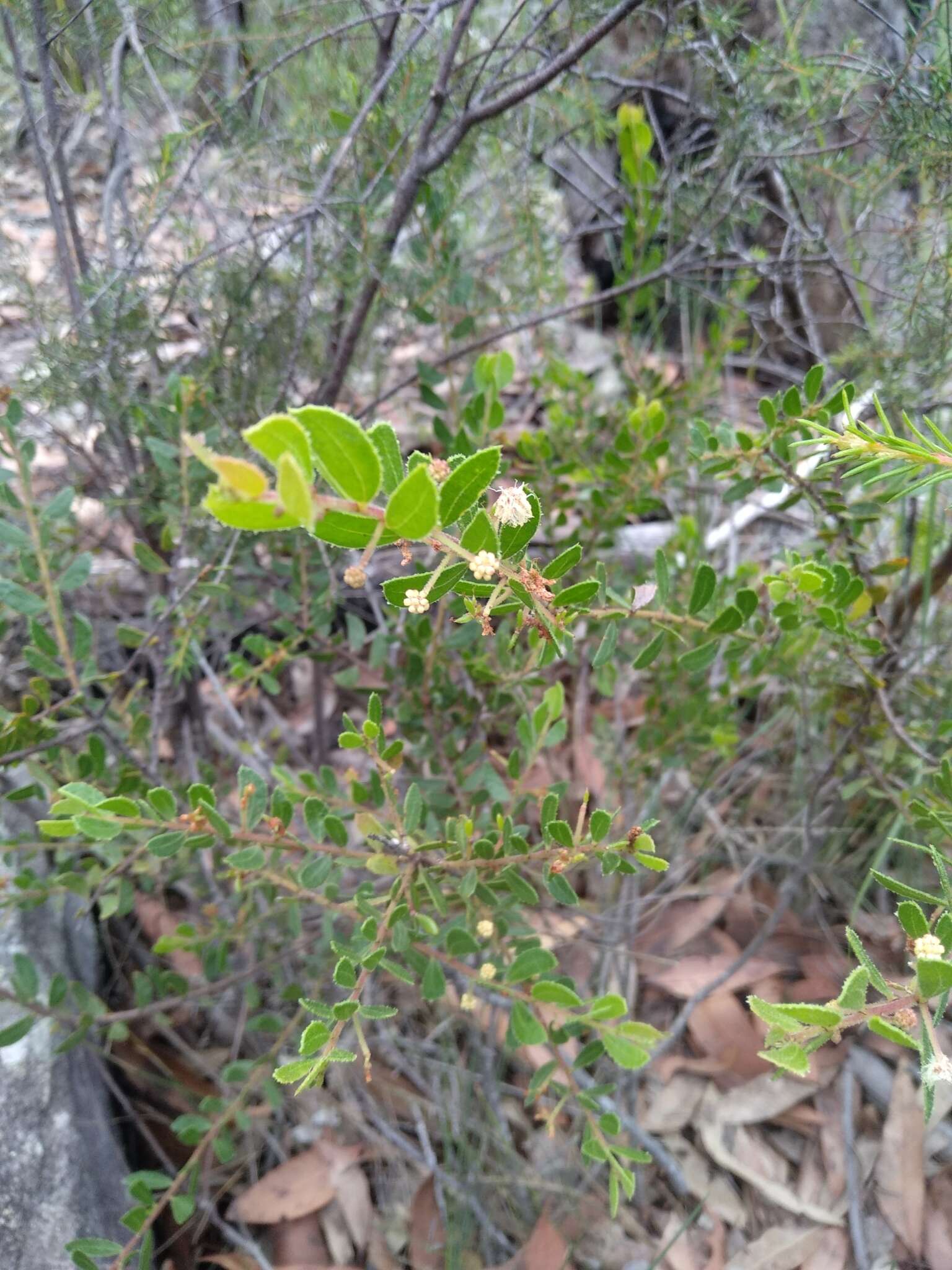 Image of Acacia hispidula (Sm.) Willd.