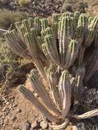 Image of Euphorbia handiensis Burchard