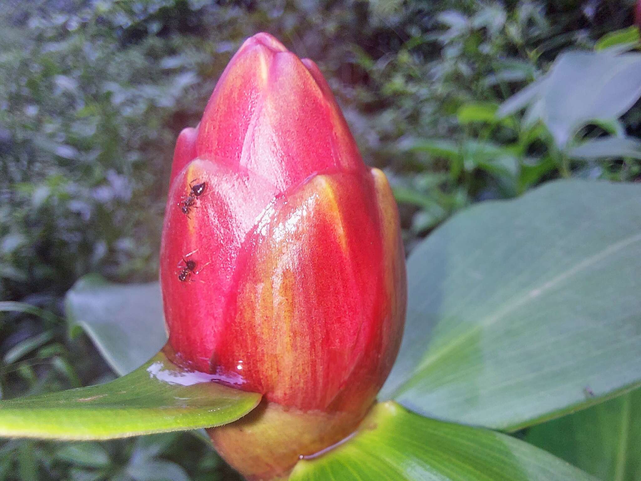 Image of Costus atlanticus