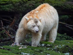 Image of Kermode bear