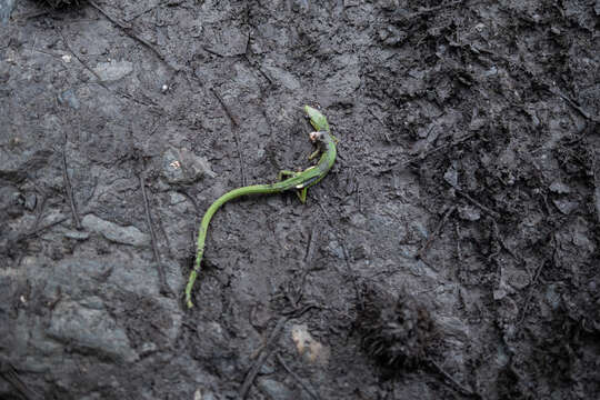 Image of Koshun Grass Lizard