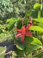 Image of Virgin Island passionflower