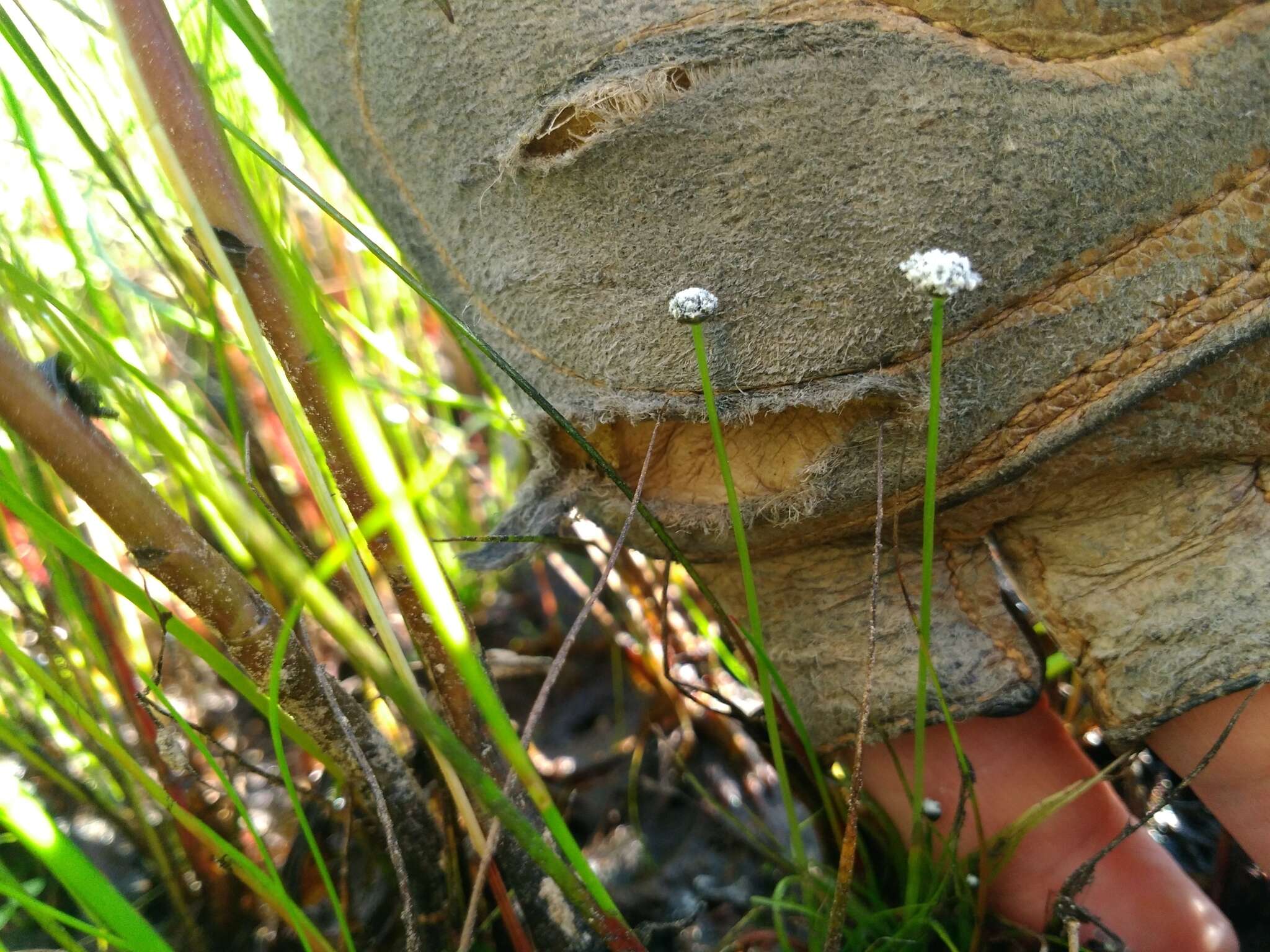 Eriocaulon aquaticum (Hill) Druce resmi