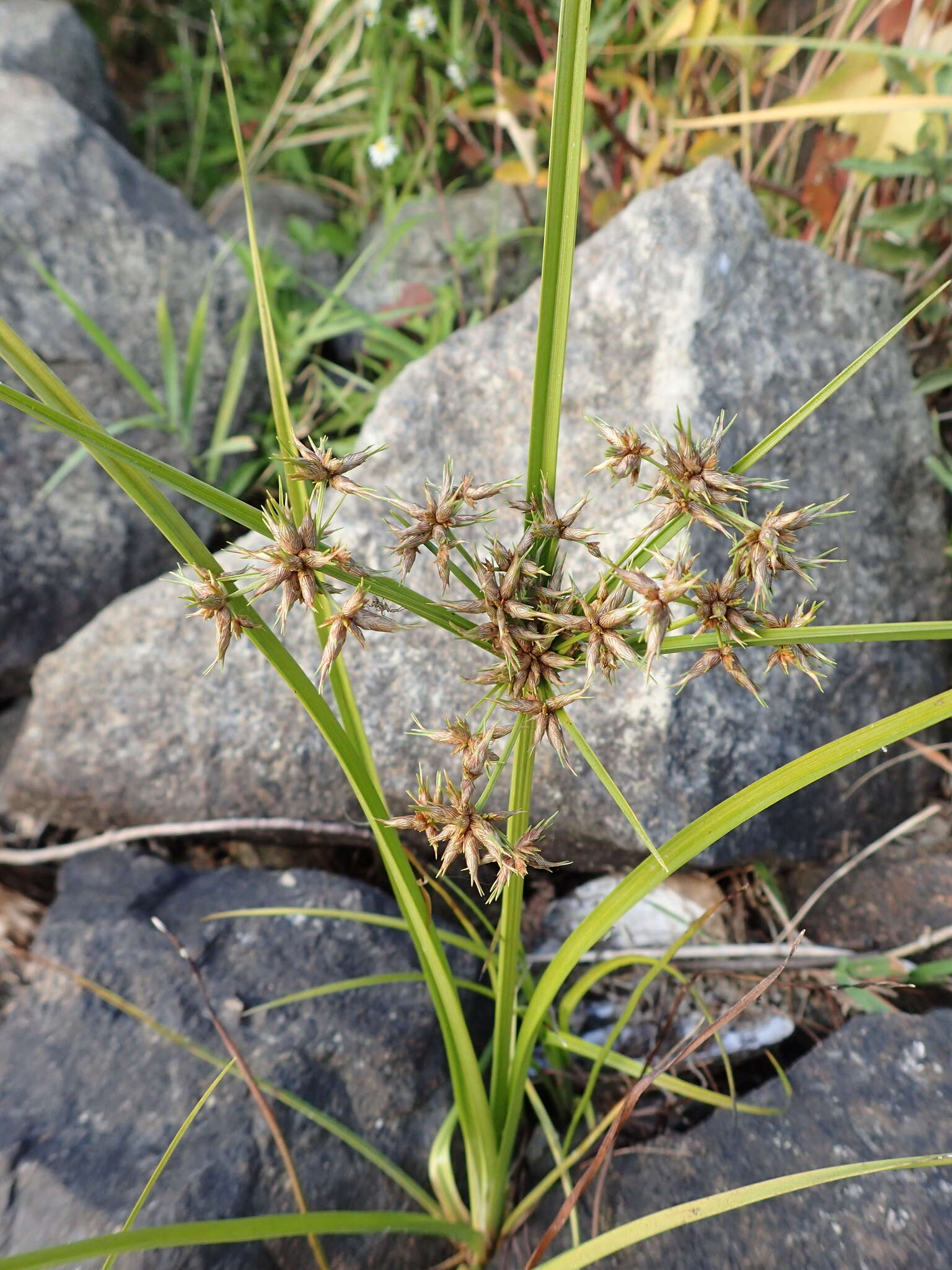 Imagem de Cyperus dentatus Torr.