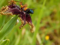 صورة Ferraria crispa Burm.