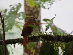 Image of Scaly-throated Foliage-gleaner