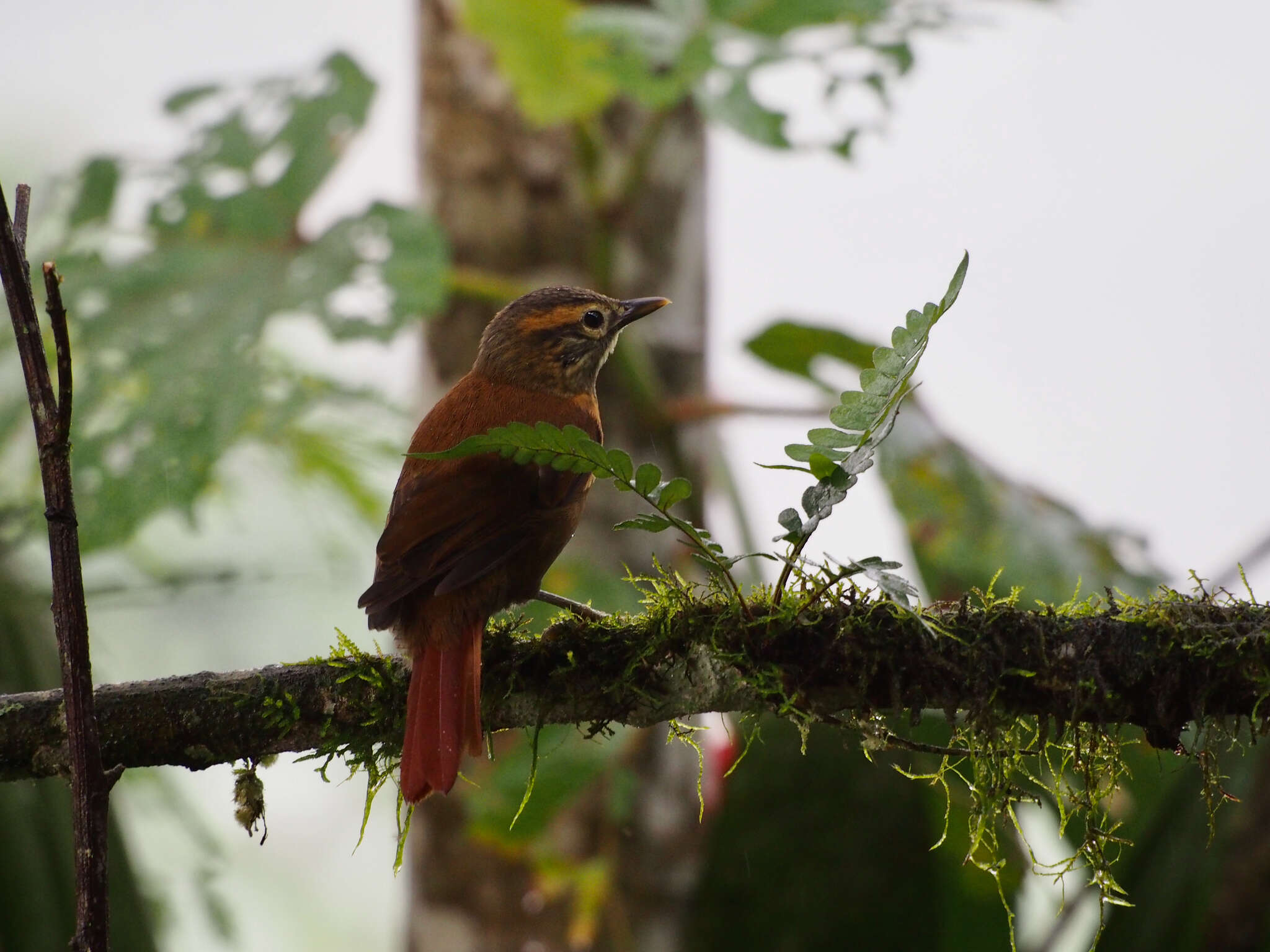 Image of Scaly-throated Foliage-gleaner