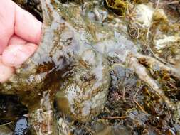 Image of California two-spot octopus