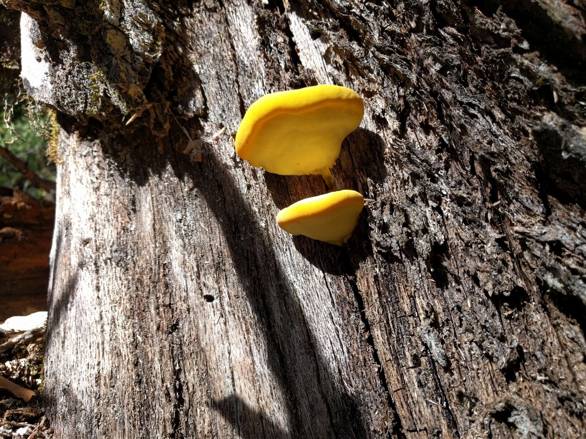 Image of Laetiporus gilbertsonii Burds. 2001