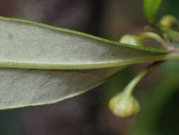 Image of Beyeria lasiocarpa (F. Muell.) Müll. Arg.