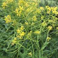 Image of Sisymbrium strictissimum L.