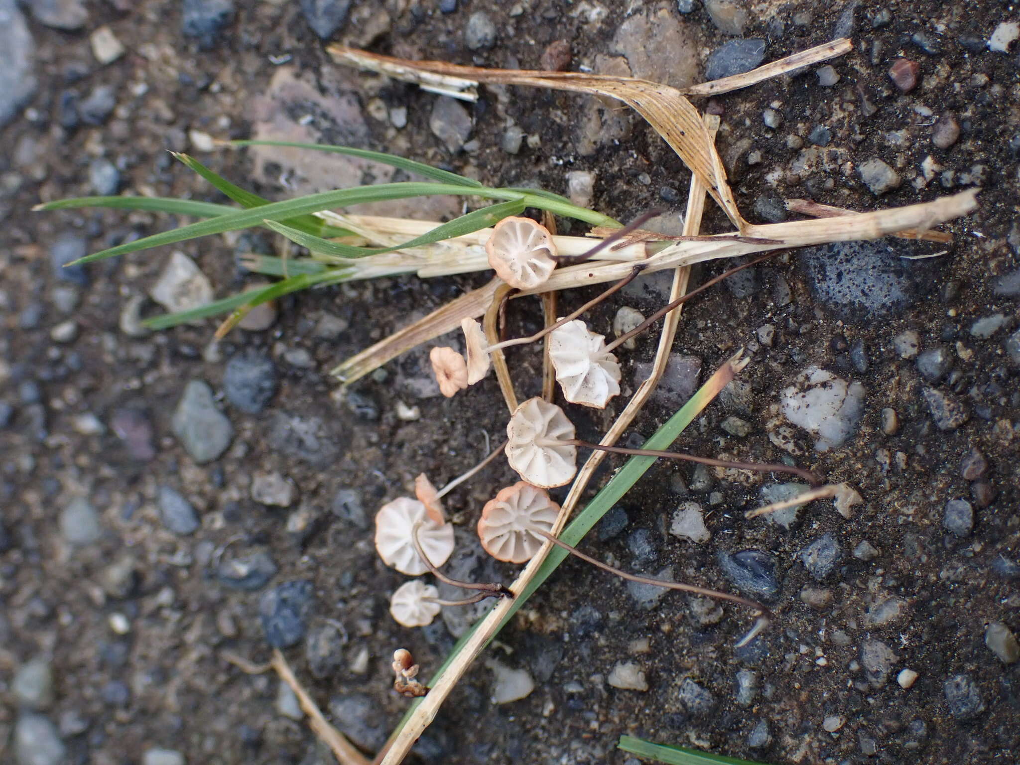 Image of Marasmius curreyi Berk. & Broome 1879