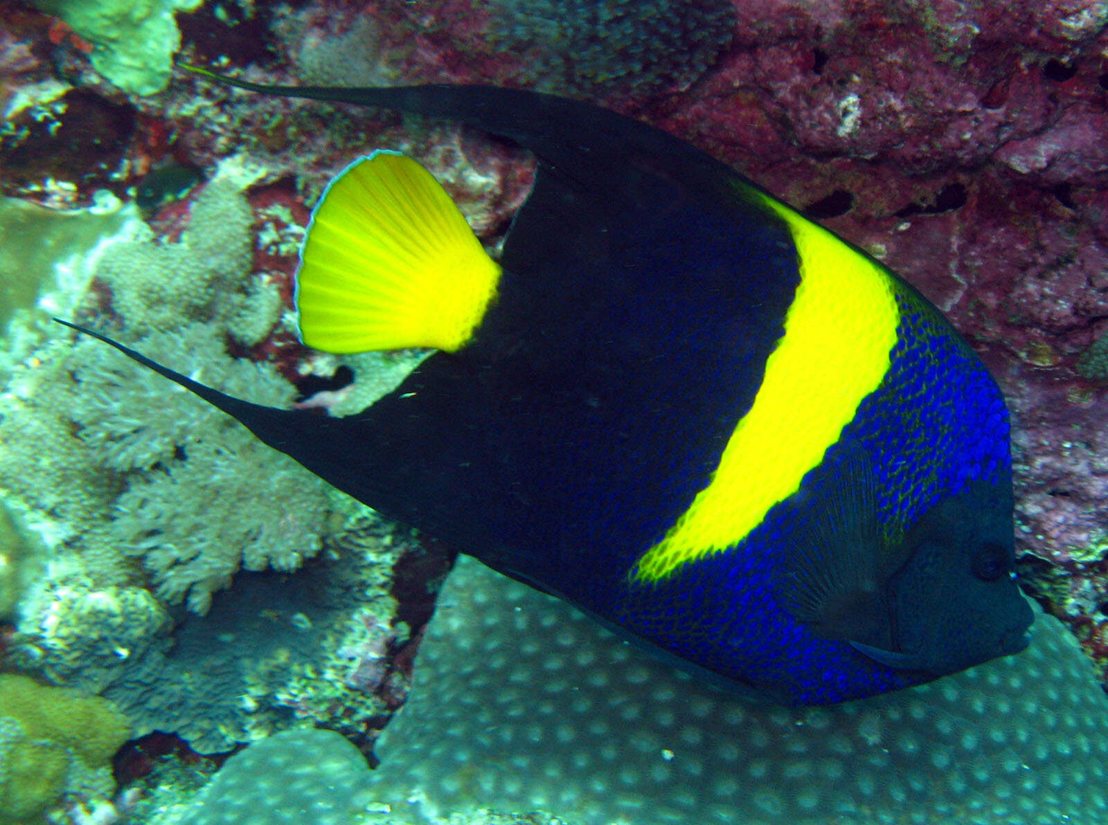 Image of Arabian Angelfish