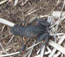 Image of Maldonada Redbelly Toad