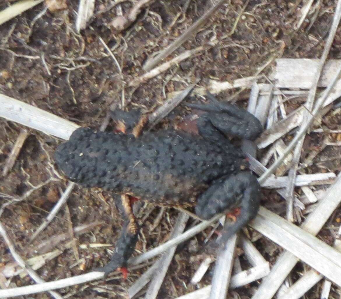 Image of Maldonada Redbelly Toad