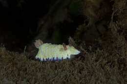 Image of Pale gold and purple slug