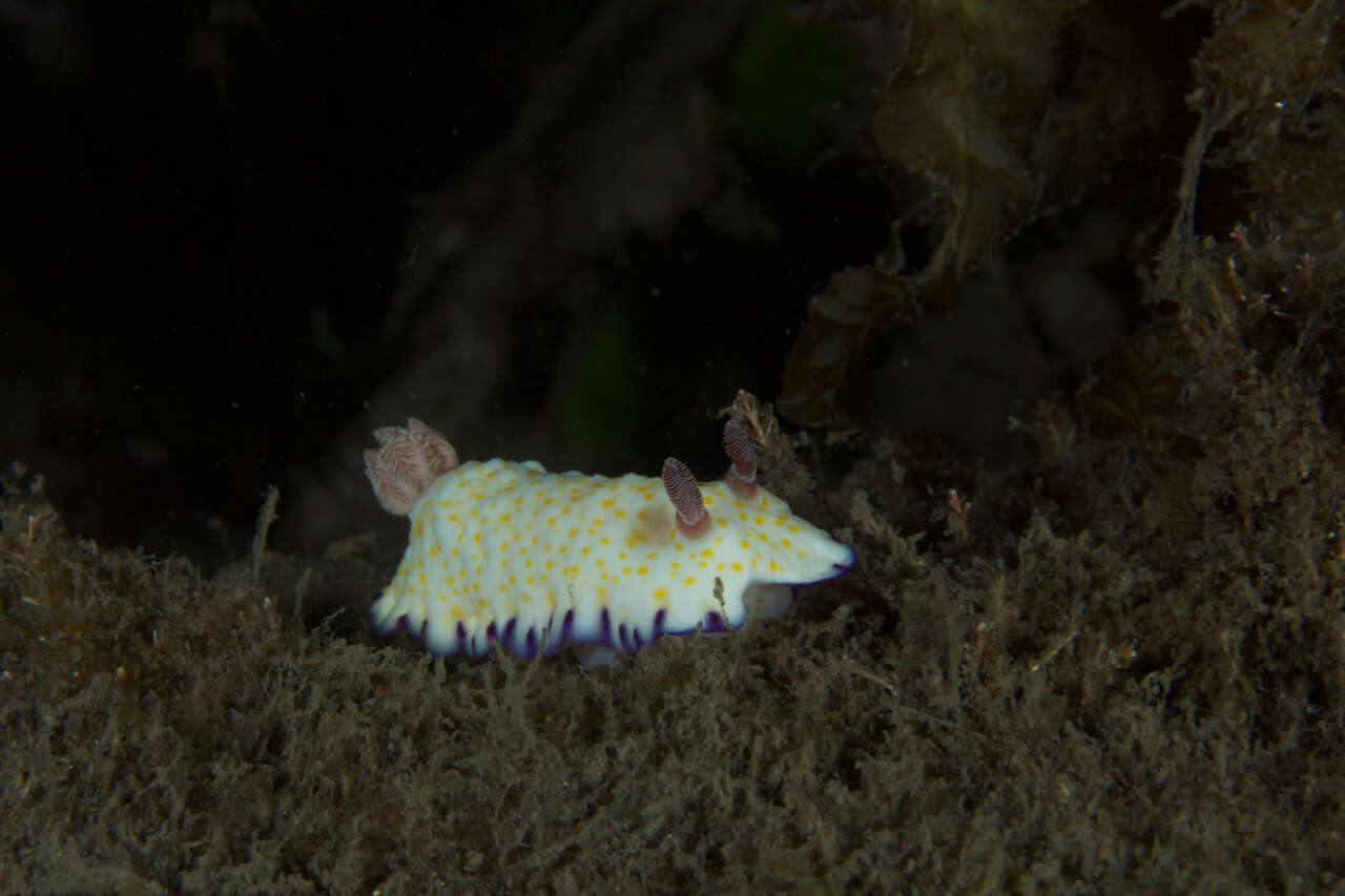 Image of Pale gold and purple slug