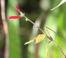 Image of pineapple sage