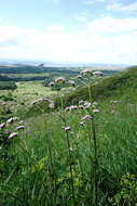 Image of Valeriana grossheimii Vorosh.