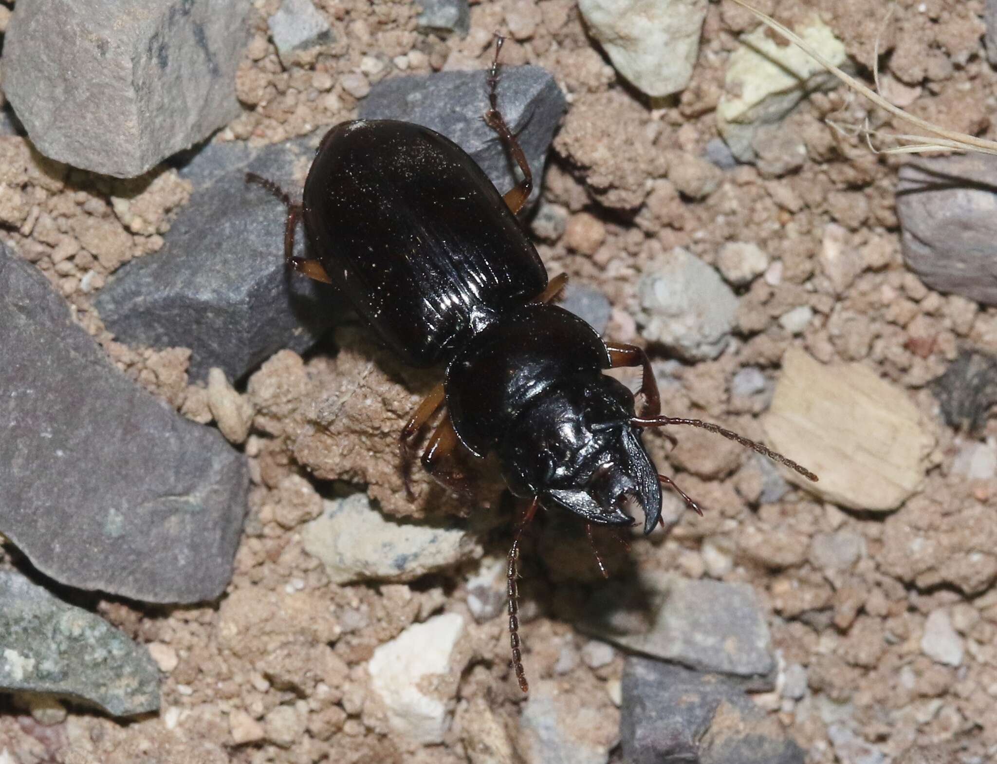 Sivun Polpochila (Phymatocephalus) erro (Le Conte 1854) kuva